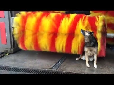 Hilarious Animal Videos to Make You Laugh | Funny Dog  Cat Videos