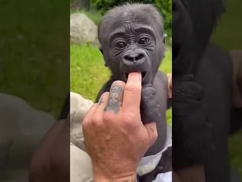 Majestic Growth of Wild Animals #funny #cute #animals