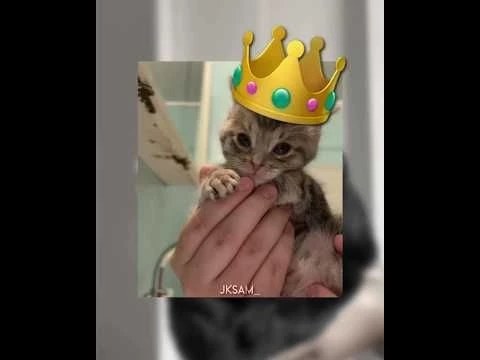 Dog or Cat??! #fypシ゚viral #smooth #tyladance #cat #dog #edit #funny #cringe #viralvideo