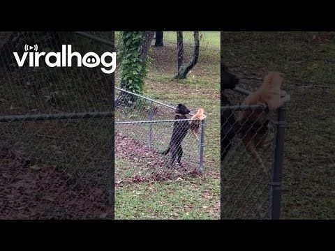 Dog Keeps Cat Contained In Yard || ViralHog