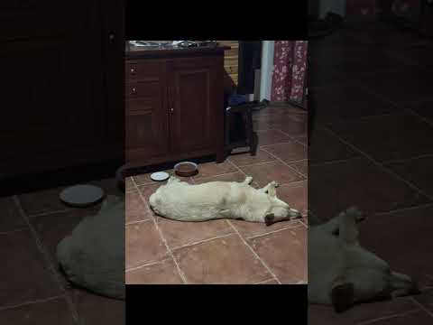 Забавные котята Милые кошечки Крутые псы Забавные животные #cat  #псы