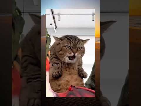 Смешные видео | Смешные коты | Приколы с животными | Вирусные видео | С ОЗВУЧКОЙ |  #cat  #trending