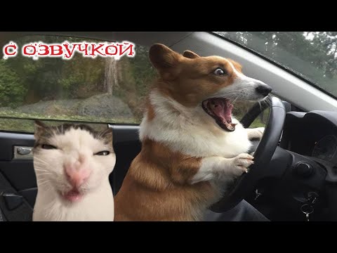 Приколы с котами! С ОЗВУЧКОЙ! Самые смешные животные - СМЕШНЫЕ КОШКИ И СОБАКИ! Я ЛОПНУЛ ОТ СМЕХА!