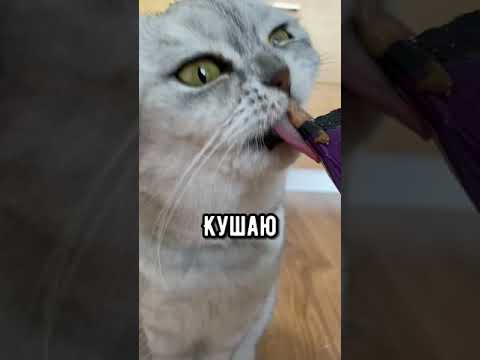 Смешные коты - Майя #кошка #кот #shorts  текст, озвучка @kotiуnet