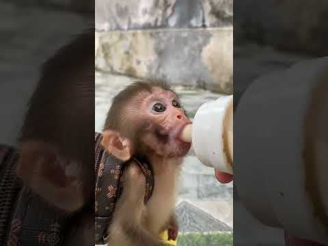 Обезьянка с рюкзаком пьет молоко. #обезьянка #смешныемоменты #смешныевидео #monkeybaby #monkey