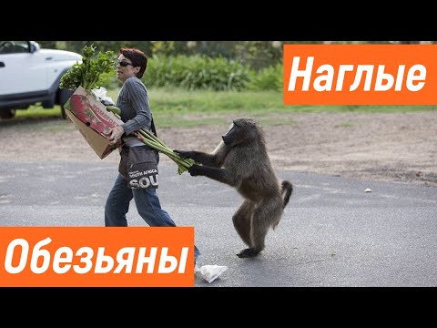Наглые обезьяны / Обезьяны нападают на людей / Приколы с животными