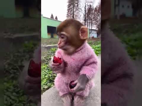 ПРИКОЛЫ С ОБЕЗЬЯНАМИ 2022