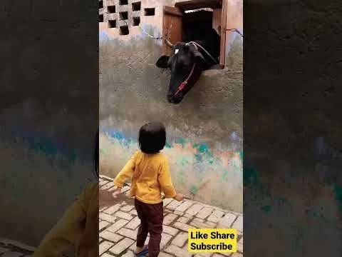 cow videos#trending #viral