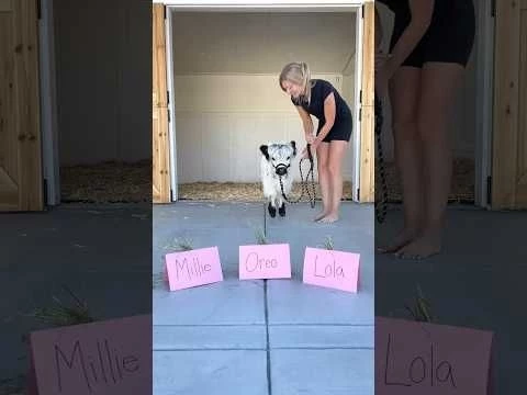 Baby cow chooses her forever name! #shorts