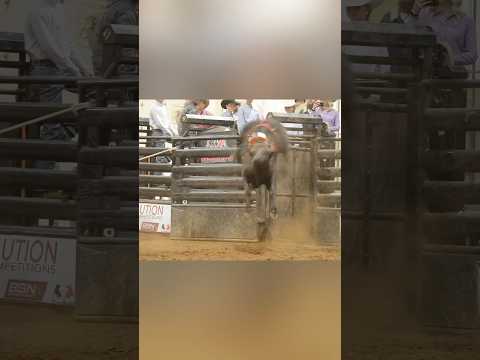 Coffee Black with a 90.4 at the 2025 Evolution CHALLENGE Event in Duncan, Oklahoma  #bulls #rodeo