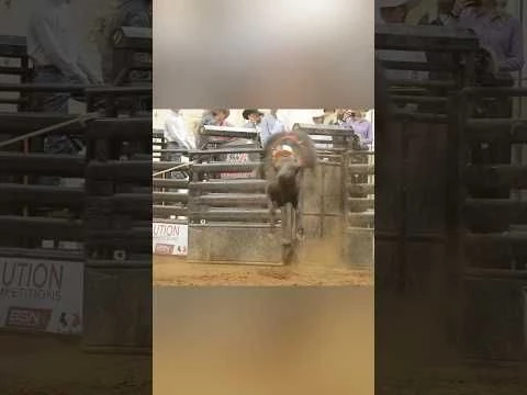 Coffee Black with a 90.4 at the 2025 Evolution CHALLENGE Event in Duncan, Oklahoma  #bulls #rodeo