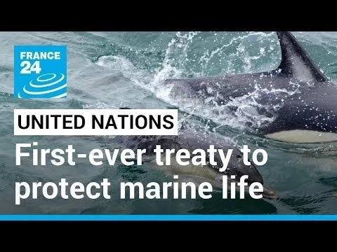United Nations members adopt first-ever treaty to protect marine life • FRANCE 24 English