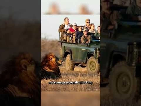 The Reason Why Lions Don#39;t Attack Humans On Safari Vehicle