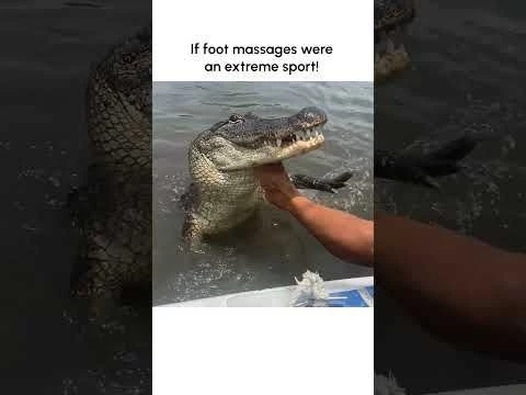 Wild Man Gets Foot Massage From Alligator!