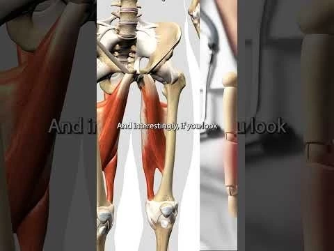 Hip Adductor Trigger Points