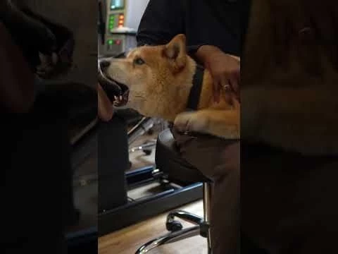 Dog with HIP PROBLEMS visits the ANIMAL CHIROPRACTOR!