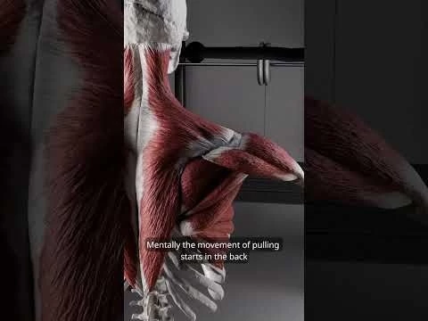 The Face Pull #facepulls  #exercise  #biomechanics  #anatomy  #gym  #anatomyofmotion