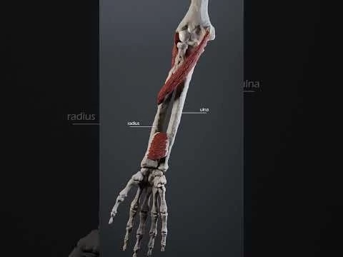 Forearm pronation and supination #forearm #ulna #radius #anatomy #biomechanics #anatomyofmotion