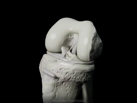 Visualization of the Knee biomechanics