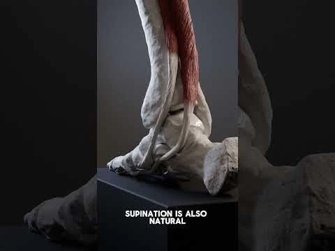 Foot pronation and supination #pronation  #anatomy  #supination #biomechanics  #medicalanimation