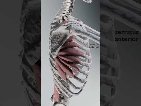 serratus anterior #serratusanterior  #anatomy  #skeleton  #muscles  #biomechanics  #scapula