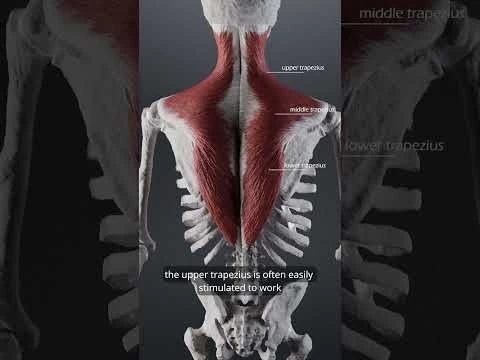 Is your upper trap overactive? #anatomy  #trapezius  #biomechanics  #medical #physiotherapy