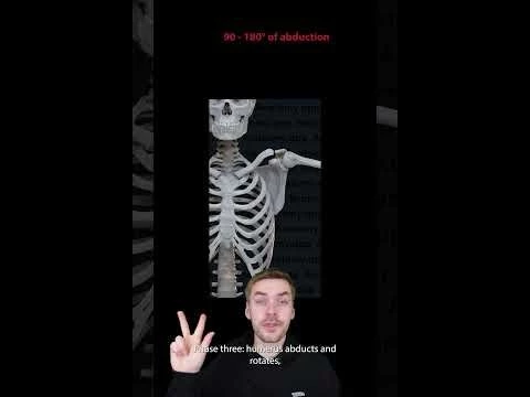 Biomechanics of the upper extremity: scapulohumeral rhythm