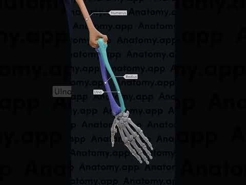 Biomechanics of the upper limb: pronation and supination