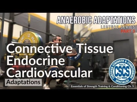 Connective Tissue, Endocrine, and Cardiovascular Adaptations to Anaerobic Training | CSCS Chapter 5