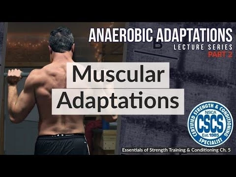 Muscular Adaptations to Anaerobic Training | CSCS Chapter 5