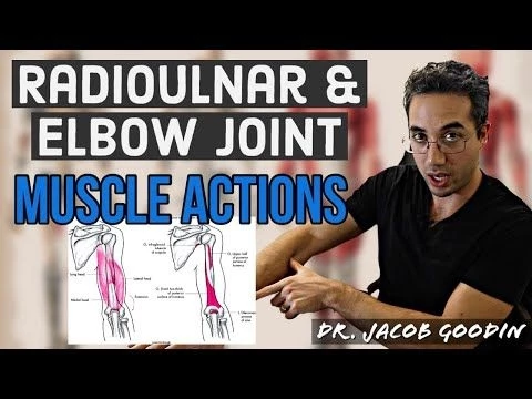 Elbow  Radioulnar Anatomy: Muscle Actions
