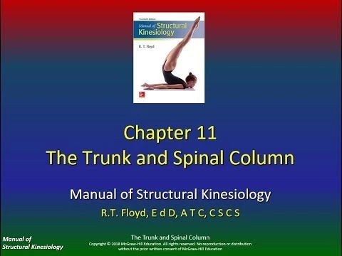 Structural Kinesiology Ch11 P2 Trunk Spine Muscles