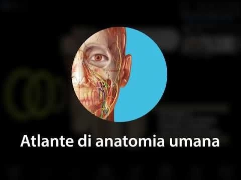 Atlante di anatomia umana | Introduzione agli Account utente Visible Body!