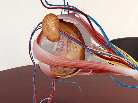 [Promo] Human Anatomy Atlas 2019 | Visible Body