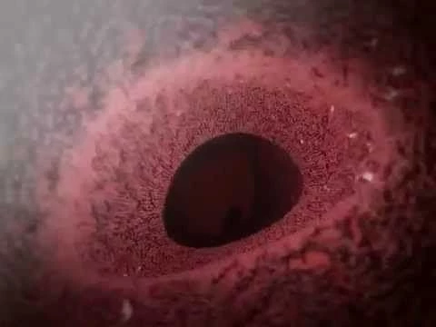 Learn@Visible Body - How Peristalsis Works