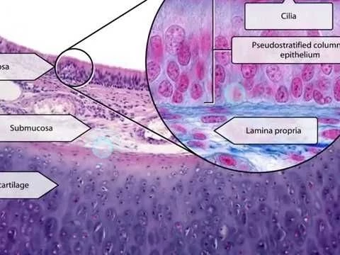 Visible Body | Anatomy  Physiology | New Histology Content