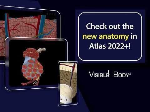 Visible Body | All new microanatomy models in Human Anatomy Atlas 2022 +