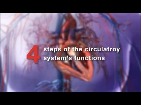 Visible Body | Learn: Pulmonary  Systemic Circulation