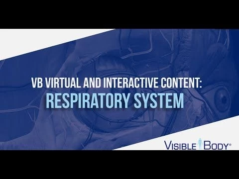 Visible Body | Teach the Respiratory System with Virtual  Interactive Content