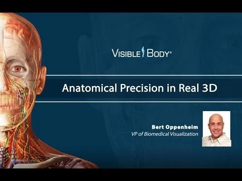 Visible Body | Why Visual Accuracy Matters in Anatomy Education