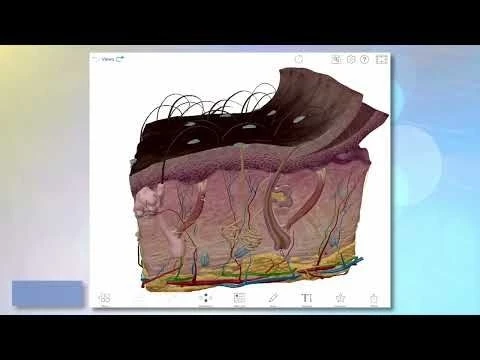 Visible Body | Anatomical Variations in Skin and Hair