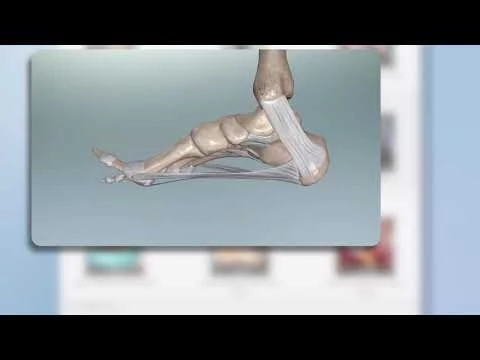 New Content: Visible Body Muscle Premium 2018 Site License