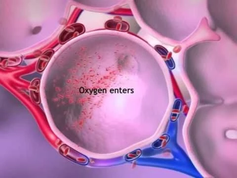 Oxygen  CO2 Exchange: Learn@Visible Body