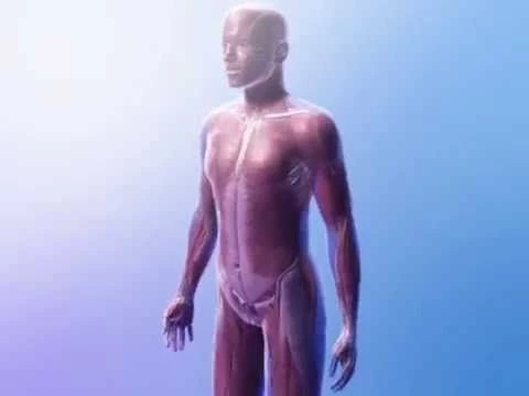 Learn@Visible Body - Muscle Contractions