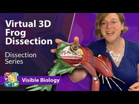 Visible Biology | Dissecting a virtual frog in 3D with Dr. Harley