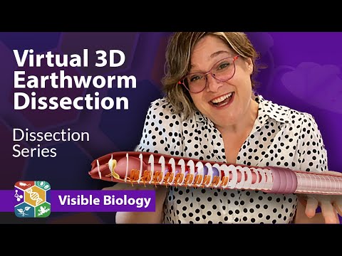 Visible Biology | Dissecting an earthworm in virtual 3D with Dr. Harley