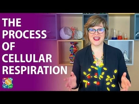 Visible Biology | Lesson 7: Cellular Respiration (in less than 2 minutes!)