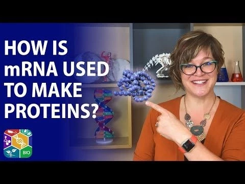 Visible Biology | Lesson 3: The Process of mRNA Translation