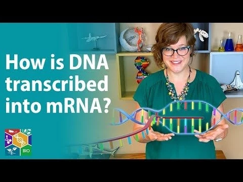 Visible Biology | Lesson 2: The Process of DNA Transcription