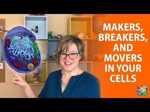 Visible Biology | Lesson 6: Primary Organelles of a Eukaryotic Cell (Makers, Breakers, and Movers)